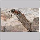 Formica -Serviformica- sanguinea - Blutrote Raubameise 31a 9mm.jpg